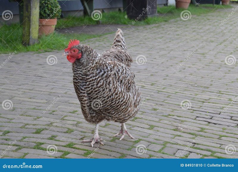 Bezoek aan Chicken Road Casino: Spellen, Voorwaarden en Uitbetalingspercentages in Netherlands